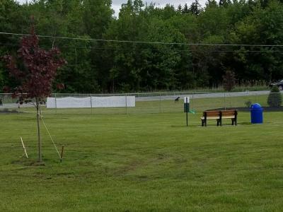 park with bench and tree