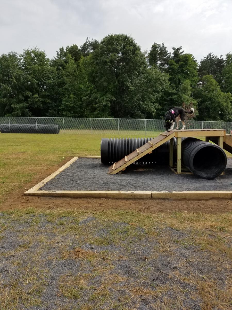 Eagle Project Dog Enjoying 2