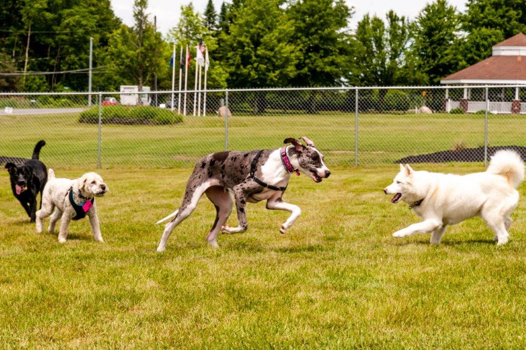 Dogs Playing at the Grand Opening