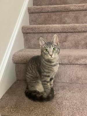 Lily missing grey tabby