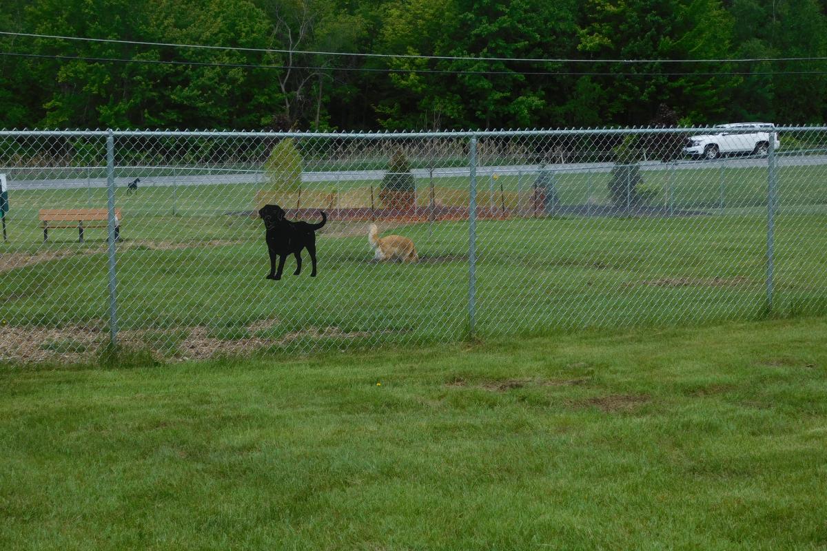 Golden Retriever, Large Dog Enclosure