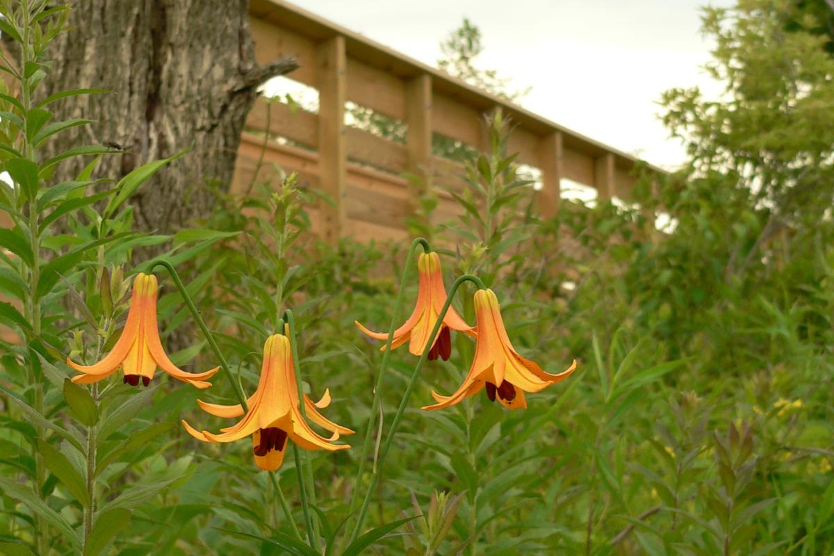 Town Park Trail